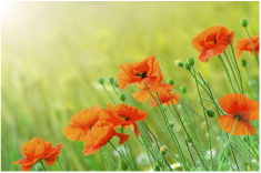 Burial At-need poppy field arranging immediate need for burial